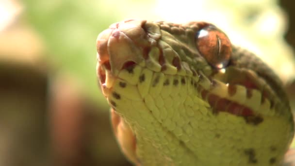 Video Jardín Árbol Boa Serpiente Corallus Hortulanus Moviendo Lengua Cámara — Vídeo de stock