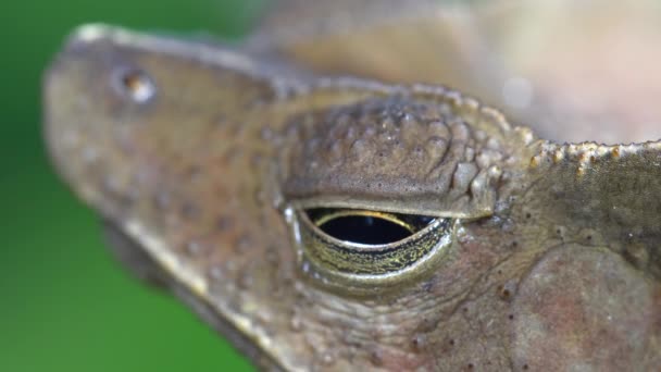 Crested Forest Toad Rhinella Margaritifera Kahverengi Kurbağa Video — Stok video