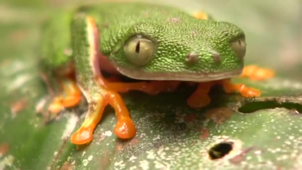 Video Rana Hoja Verde Pequeña Agalychnis Hulli Parpadea Ojos Ecuador — Vídeos de Stock