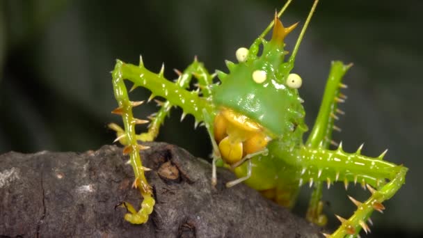 Close Video Thorny Devil Katydid Panacanthus Cuspidatus Green Cricket — Stock Video