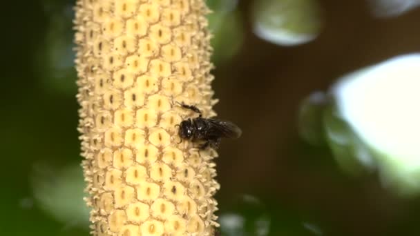 Видео Замедленного Действия Безжальная Пчела Посещает Цветок Винограда Филодендрон — стоковое видео