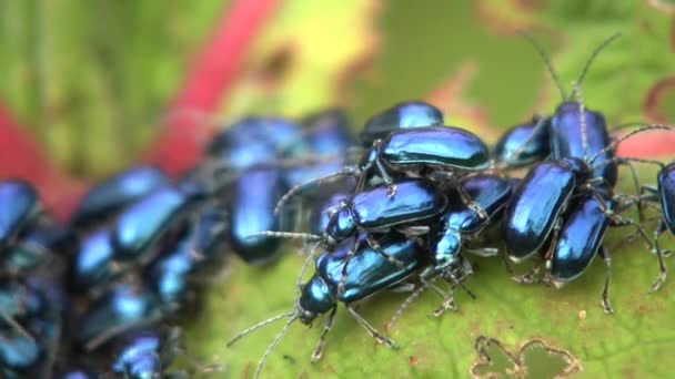 Wideo Niebieskimi Owadami Chrząszcze Liściaste Chrysomelidae Defoilating Roślin Gunnera — Wideo stockowe