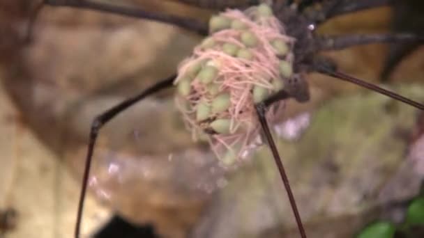 Örümceğin Doğadaki Bitki Örtüsündeki Faunadaki Videosu — Stok video