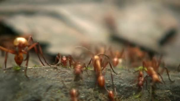 Видео Муравьёв Большой Головой Pheidole Xanthogaster Бегущих Полу Тропических Лесов — стоковое видео