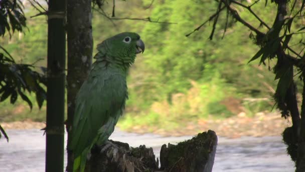 Βίντεο Από Πράσινο Mealy Parrot Amazona Farinosa Στηρίζεται Δέντρο Στο — Αρχείο Βίντεο