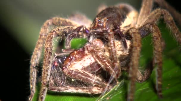 vidéo d'araignée, Araignée errante, Ctenidae manger une autre araignée 