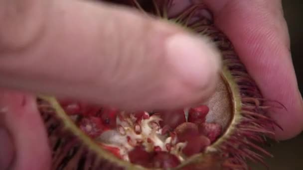 Video Von Früchten Achiote Bixa Orellana Männerhände — Stockvideo