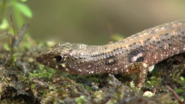 Video Van Tropische Hagedis Reptiel — Stockvideo