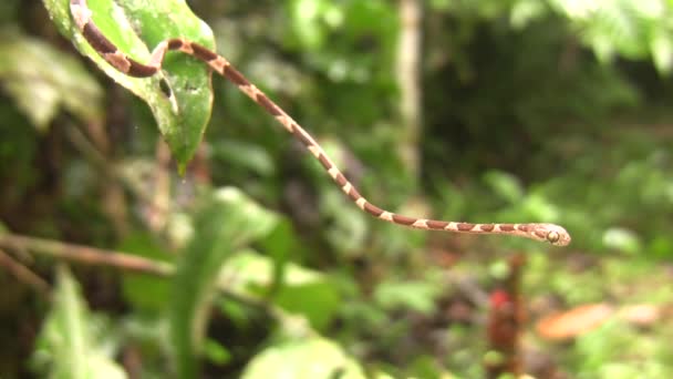 Video Serpiente Arbórea Común Imantodes Cenchoa Sotobosque Ecuador — Vídeos de Stock