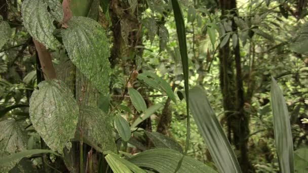 Зеленые Деревья Леса Флора Окружающей Среды Видео Тропических Листьев Растений — стоковое видео