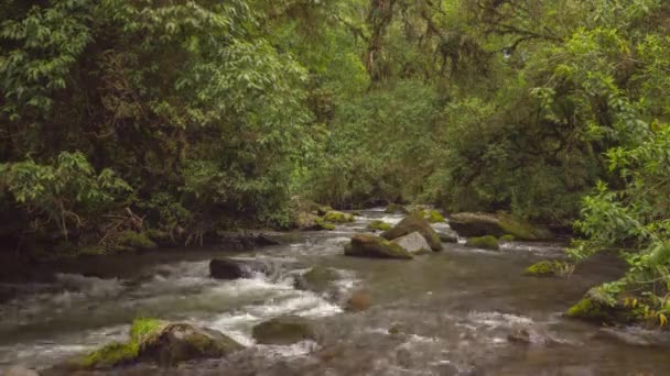 Bosque Verde Tropical Con Flujo Agua Del Río Video Time — Vídeos de Stock