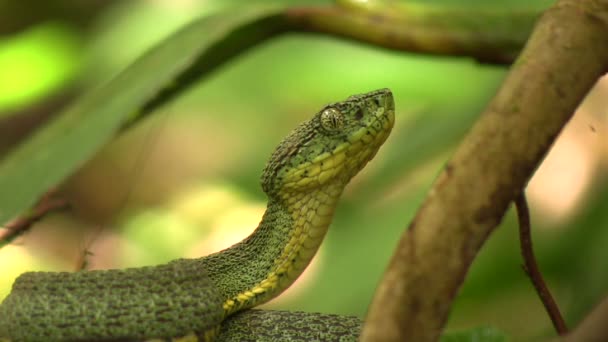 Video Von Schlangenangriff Zwei Gestreifte Waldpitviper Schlange Bothriopsis Bilineata — Stockvideo