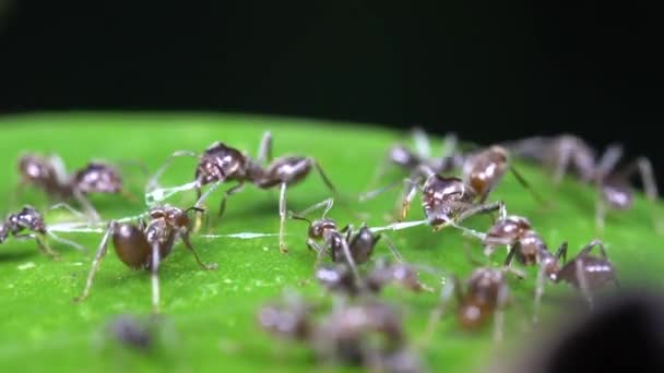 Vidéo Azteca Ants Insectes Sur Feuille Verte Dans Forêt Tropicale — Video
