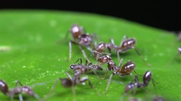 Vidéo Azteca Ants Insectes Sur Feuille Verte Dans Forêt Tropicale — Video