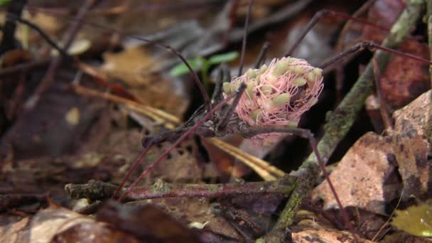 Vidéo Araignée Dans Nature Flore Faune — Video