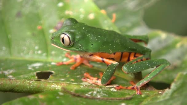 video Tygr pruhované listí žába v přírodě, Phyllomedusa tomopterna
