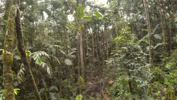 Grüne Tropische Bäume Umweltflora Video Des Waldes — Stockvideo