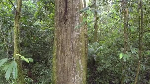 oeil de poisson horizontal vidéo des arbres verts de la forêt, troncs d'arbres avec de l'herbe de mousse 