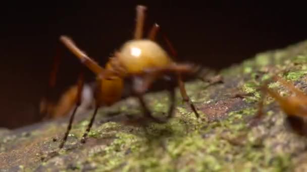 Коричневые Муравьи Army Ants Eciton Работает Полу Тропических Лесов Эквадорской — стоковое видео