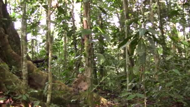 Зеленый Лес Окружающей Среды Цветочные Листья Видео — стоковое видео