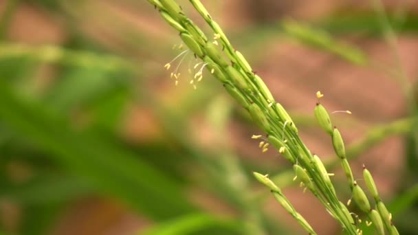 Wideo Ryż Rośliny Oryza Sativa Kwiatach — Wideo stockowe