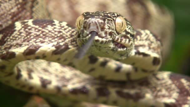 Wideo Wężem Ogrodowym Boa Corallus Hortulanus Pstrykający Językiem Zwolnionym Tempie — Wideo stockowe