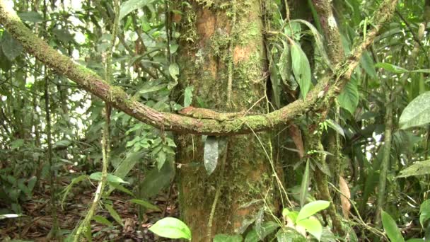 Video Bocourt Dwarf Iguana Enyalioides Heterolepis Ecuador Skog Natur — Stockvideo