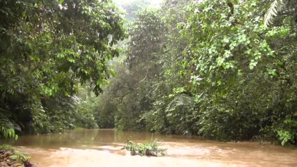 绿色森林中的河流水流 — 图库视频影像
