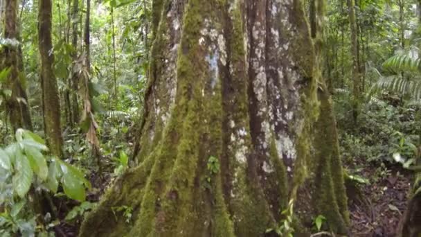 Horizontal Peixe Olho Vídeo Árvores Florestais Verdes Troncos Árvores Com — Vídeo de Stock