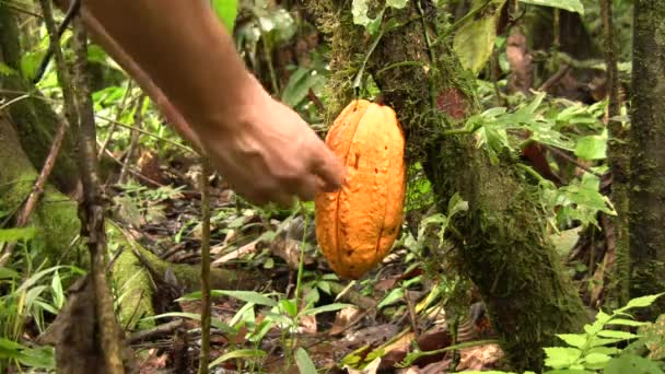 Video Van Mens Snijden Cacao Pod Theobroma Cacao — Stockvideo