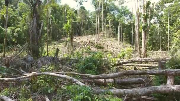 Vidéo Forêt Tropicale Humide Arbres Abattus — Video