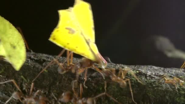 Yaprak Kesen Karıncaların Yavaş Çekim Videosu Yaprakları Taşıyan Atta — Stok video