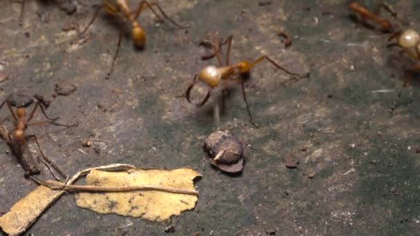 Fourmis Brunes Army Ants Eciton Courir Sur Sol Forêt Tropicale — Video