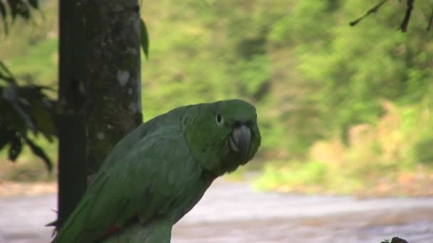 Βίντεο Από Πράσινο Mealy Parrot Amazona Farinosa Στηρίζεται Δέντρο Στο — Αρχείο Βίντεο