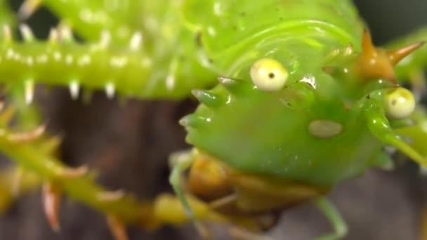 Közeli Videó Thorny Ördög Katydid Panacanthus Cuspidatus Zöld Krikett — Stock videók