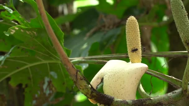 Video Cámara Lenta Abejas Stingless Visitando Flor Vid Philodendron Familia — Vídeos de Stock