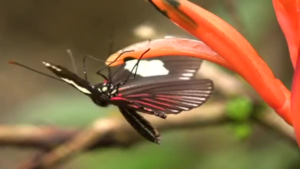 Wideo Listonosza Długoskrzydły Motyl Heliconius Melopemene Czerwony Czarny Motyl — Wideo stockowe