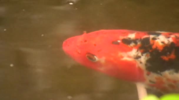 Koi Carp Pool Water Video — Stock Video