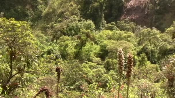 vidéo de cascade dans la nature, flore verte et feuillage 