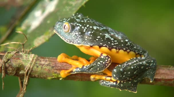 Видео Замедленного Движения Зеленой Желтой Лягушки Лягушки Листьями Амазонки Cruziohyla — стоковое видео