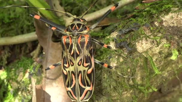 Videó Harlequin Beetle Acrocinus Longimanus Nagy Bogár Amazonasról — Stock videók