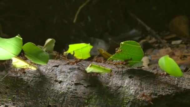 Βίντεο Αργής Κίνησης Των Μυρμηγκιών Κοπής Φύλλων Atta Μεταφέρουν Κομμάτια — Αρχείο Βίντεο