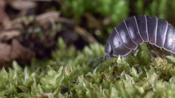 Βίντεο Από Armadillidium Vulgare Βρύα — Αρχείο Βίντεο