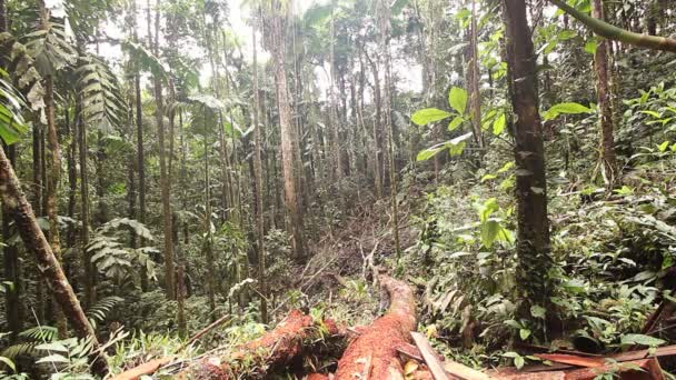 Video Van Gebroken Bomen Bos Storm Flora Het Milieu — Stockvideo