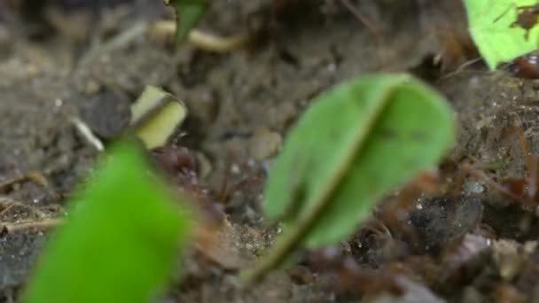 Atta Portant Des Morceaux Feuilles Vidéo Ralenti Fourmis Coupeuses Feuilles — Video