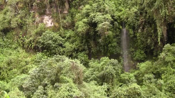 vidéo de cascade dans la nature, flore verte et feuillage 
