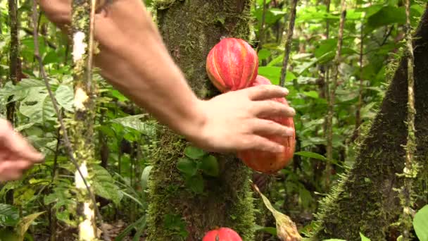 Vidéo Homme Cueillant Des Gousses Cacao Theobroma Cacao — Video
