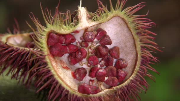 Zoom Video Von Früchten Achiote Bixa Orellana — Stockvideo