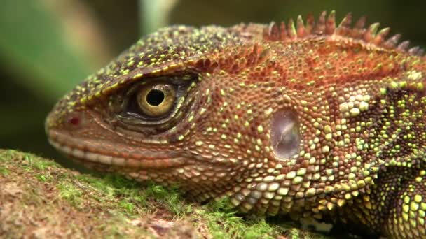 Video Bocourt Dwarf Iguana Enyalioides Heterolepis Ecuador Skog Natur — Stockvideo