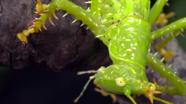 Close Video Thorny Devil Katydid Panacanthus Cuspidatus Groene Cricket — Stockvideo